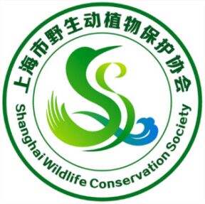 野生大熊猫调? title=